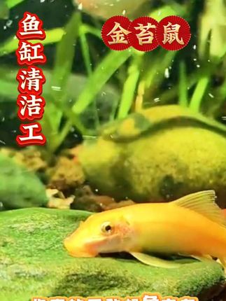 鱼缸里放了几只金苔鼠,专吃鱼缸藻类和食物残渣,鱼便,关键还非常养活。 #金苔鼠 #鱼缸清洁#养鱼日记
