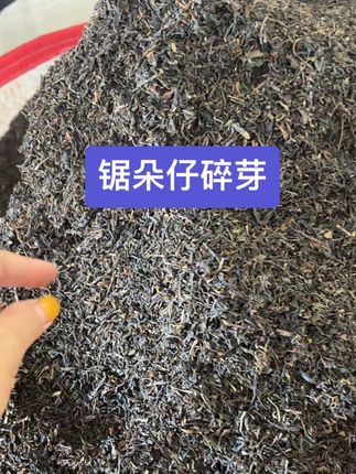 锯朵仔碎芽 #口粮茶推荐 #锯朵仔 65元就能喝到千元口感,真的吗?#今日分享 #茶生活 #凤凰单丛茶