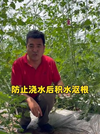 #蔬菜种植#农业种植