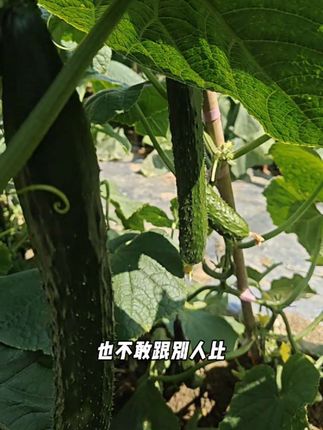 #新鲜采摘带刺黄瓜