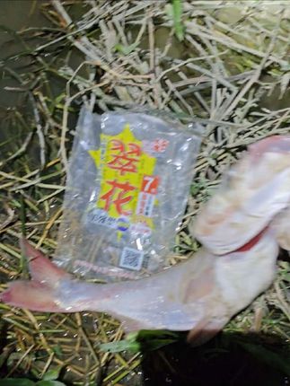 今晚太吵了,离底没口,手抛钓底用翠花七号超慢料上一条七斤大头收杆鱼…#户外钓鱼 #真实户外