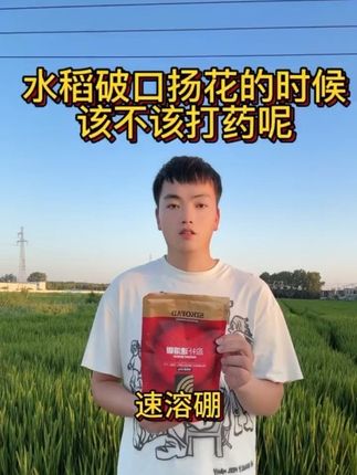 水稻破口扬花的时候到底应不应该打药#水稻破口用药最佳时期 #水稻扬花期能不能打药 #种植水稻 #水稻高产 #三农