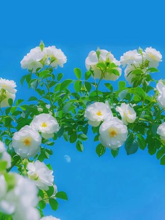 咖宝车神 螺旋使者 新年礼物可以给孩子安排起来咯#咖宝车神 #螺旋使者 #男孩玩具 #玩具车 #新年礼物