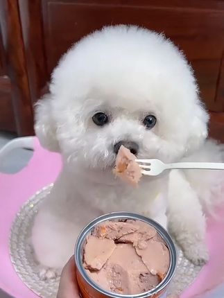 牛🐮肉加蔬菜🥬大肉罐头营养均衡,宝贝喜欢吃到根本停不下来!#萌宠好物#牛肉罐头#犬猫通用