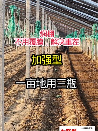 焖棚不用覆膜#丹东草莓 #蓟马 #根结线虫 #黄瓜 #辣椒