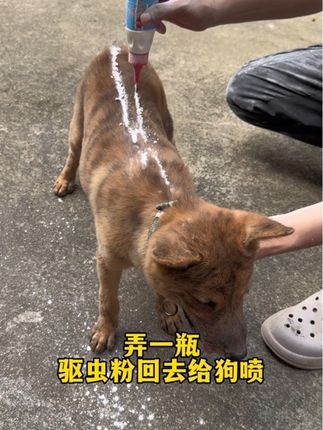 家里猫狗身上虱子 跳蚤 蜱虫等寄生虫,我们可以用这款驱虫粉剂#狗狗驱虫大作战 #养狗经验分享#养狗人#科学养宠攻略#狗狗