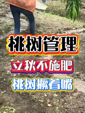 #果树种植 #果园管理 #桃树管理 #桃树施肥 #果树秋季施肥