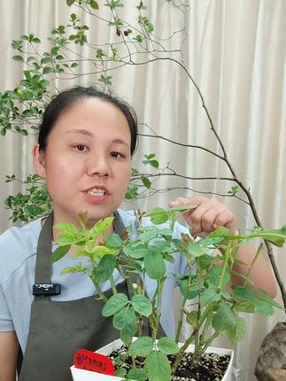 月季花如何修剪#月季 #月季养护 #花卉 #花卉绿植 #花卉绿植养护