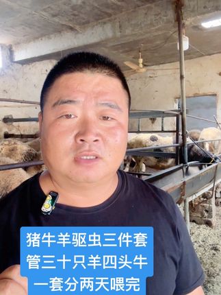 #牛羊养殖 #养羊人 #养殖户
