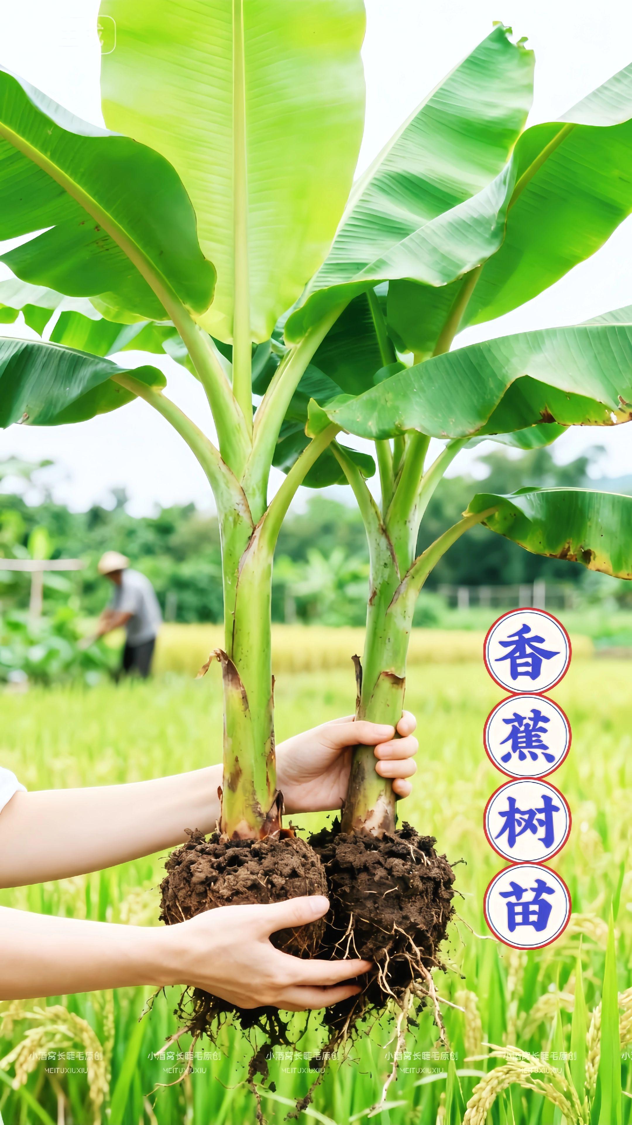 香蕉树苗。香蕉树苗:把热带雨林的鲜活搬进你的庭院 你是否渴望让庭院弥漫起热带雨林的独特气息?香蕉树苗能为你实现这份鲜活愿景。它的主干似被晨露浸润的青玉,笔直修长,满是向上的生长张力,仿佛要将天空的湛蓝尽数揽入枝叶之间。 阔大的叶片绿得发亮,边缘卷着自然的弧度,叶脉如银线般精致勾勒,阳光穿梭时,叶片上跳动着细碎光斑。风拂过,叶片簌簌作响,似一曲热带歌谣;雨后,叶尖水珠滚落,敲出湿润韵脚。 悉心照料些时日,叶腋间便会垂落串串希望。青果渐成金黄,甜香混着草味悠悠漫开。剥开熟果,乳白果肉裹着清甜,恰似把热带的阳光雨露嚼进嘴里。种下它,你收获的不只是舌尖的甜蜜,更是将异域鲜活,织进了寻常日子的每一寸时光。 #优质农产品 #三农种植 #香蕉种植 #香蕉 #抖音助农