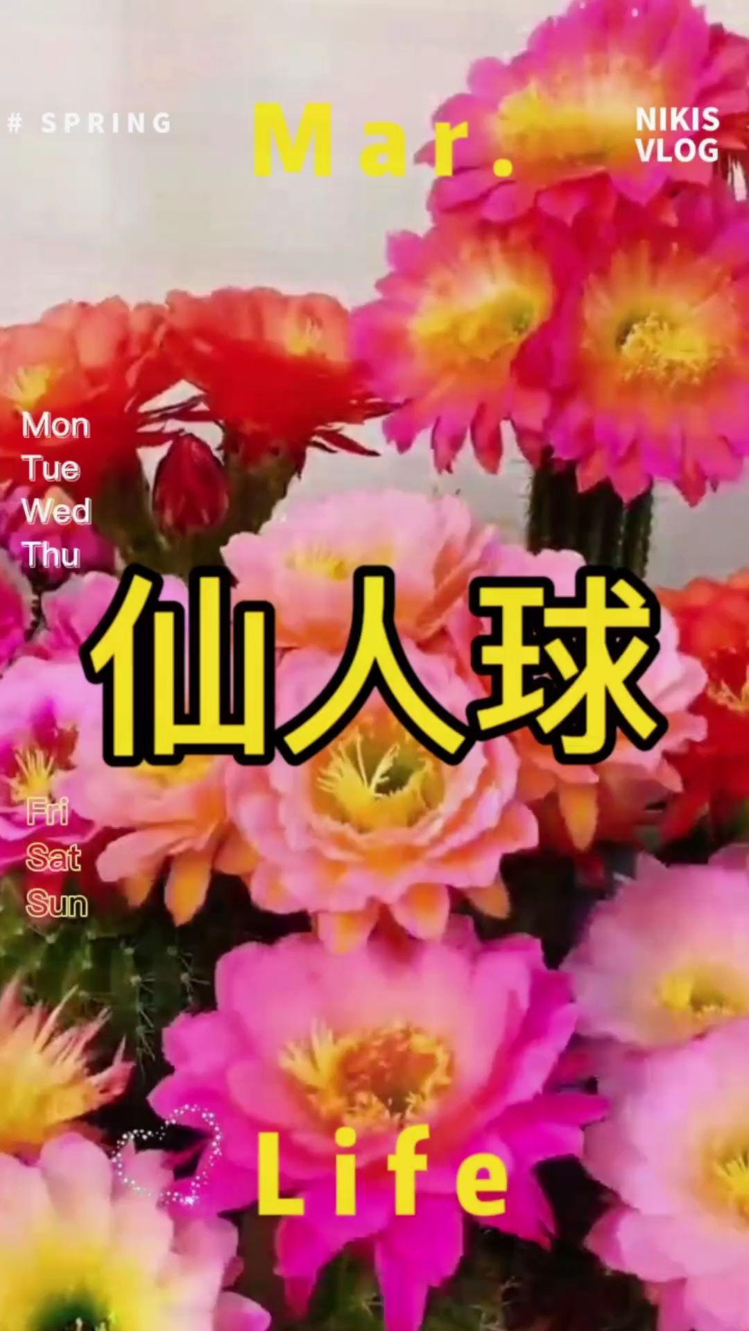 会开花的仙人球,#绯玉花 开花爆棚,花色多,花期长#绯玉花仙人球 #仙人球开花 #仙人球 #花卉绿植