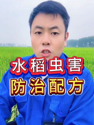 水稻虫害防治配方,#水稻虫害防治#病虫害防治 #防治卷叶螟稻飞虱钻心虫