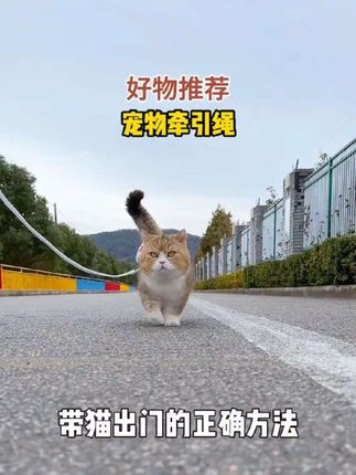 这款猫咪牵引绳采用工字形设计,防挣脱没有束缚感,从小就要做好社会化训练,长大后不会太胆小应激#遛猫 #牵引绳 #萌宠出道计划X