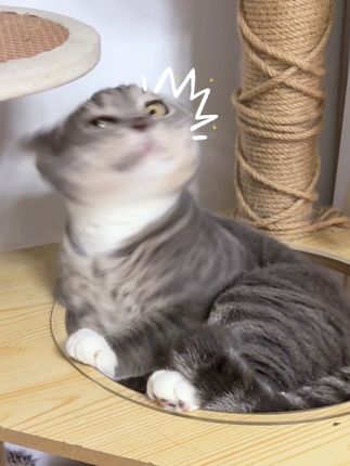 凑凑小猫变香香小猫啦~#养猫新手 #猫咪好物推荐 #猫咪清洁湿巾 #萌宠好物 #毛孩子日常