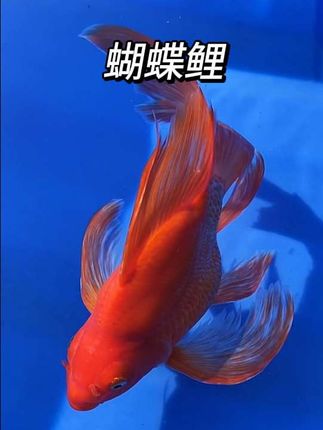 #蝴蝶鲤#观赏鱼#养鱼日记# 水族#养鱼养心