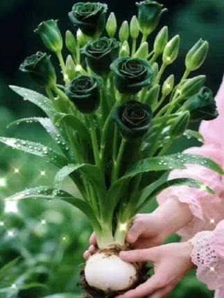 #好物推荐🔥 #花卉绿植 #玫瑰 #水培植物 #李羲承符神颜