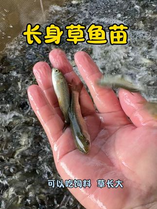 长身草鱼苗,最大能长到10斤左右#草鱼苗 #草鱼养殖