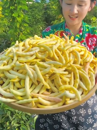 豆角中的贵族黄金勾豆角,嘎嘎面糊,吃过的都知道它好吃,现采现发,特别新鲜,坏了烂了包赔#好吃到停不下来 #东北黄金勾豆角 #家乡特色 #好吃到爆