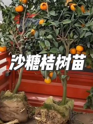 #沙糖桔树苗 #沙糖桔树苗种植 #水果 #三农 #现挖现发