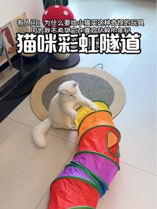 小猫很喜欢,开心#彩虹隧道 #宠物玩具 #毛孩子日常