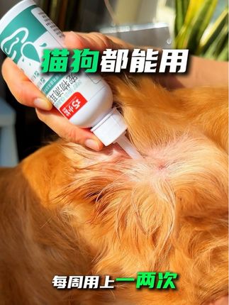 宠物洁耳液真的不贵,4块9一瓶的要舍得买,不要等毛孩子严重了转移了再后悔。#养狗人 #养狗经验分享 #萌宠好物 #宠物滴耳液