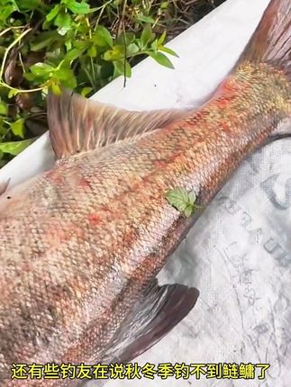 川渝钓友都在用的升级版黑粑粑,推荐给我的钓友大哥们,效果真的不错!#浮钓鲢鳙#鲢鳙饵料#海竿钓鲢鳙#钓鲢鳙技巧#钓鲢鳙