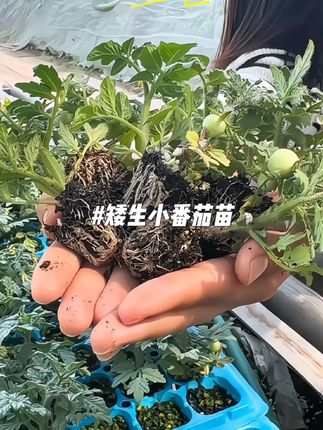 #小番茄 #矮生小番茄#优质种苗