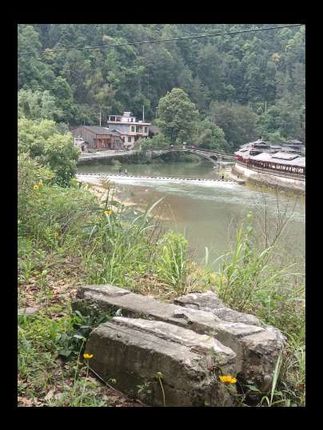 这是什么植物,有认识的吗?#一棵植物的快乐#田间地头走一走 #一份耕耘一份收获 #我的乡村生活 #绿植