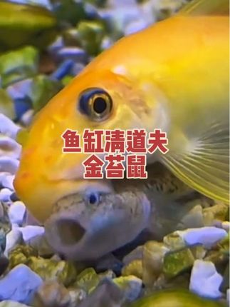 #鱼缸除藻 #金苔鼠 #鱼缸里的大自然 #养鱼日记 #养鱼