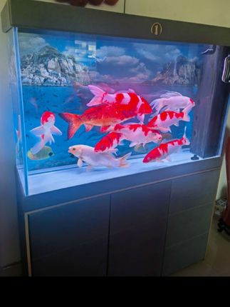 水族净水告别鱼缸水浑浊腥臭发黄打造空气缸鱼缸净水片#鱼缸 #养鱼 #鱼