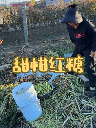 用将近200根甜柑做出来的红糖,比我想的多#农村生活#农村美食#纯天然无添加 #记录真实生活