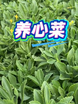 #养心菜高钙菜 养心菜自己在家种植好养活四季可种吃不完#纯天然绿色食品 #舌尖上的味道