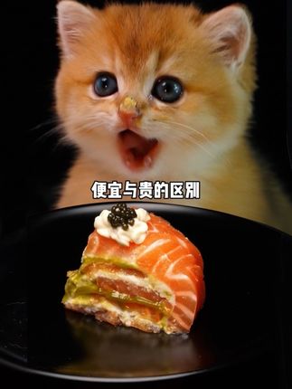 便宜与贵的区别 #米其林猫饭#猫咪沉浸式吃播#红狗金标化毛膏