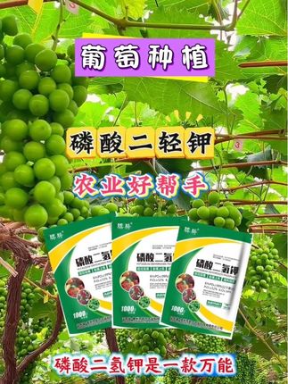 磷酸二氢钾农业种植好帮手#葡萄种植#优质农产品#三农种植#农业种植 #抖音助农