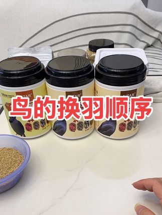 鸟的换羽顺序#养鸟