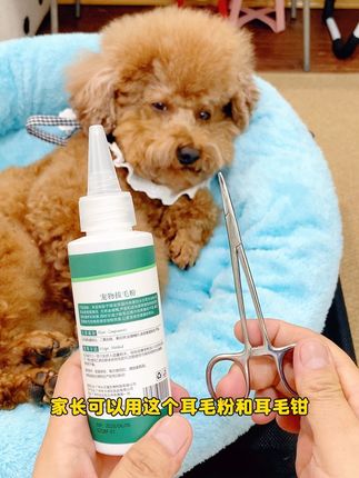 狗狗耳毛定期清理,保持干燥通风的环境才不会被耳螨困扰#新手养宠#萌宠好物#狗狗清洁耳朵