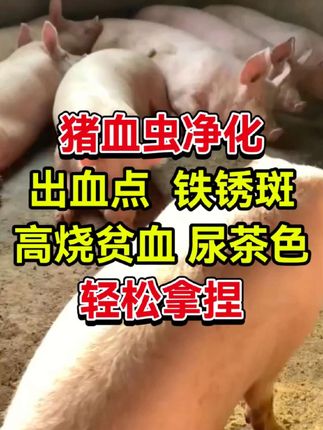 #助力三农#猪血虫净化#助农帮帮团
