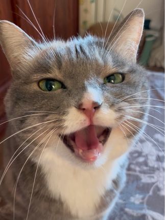 #猫砂盆