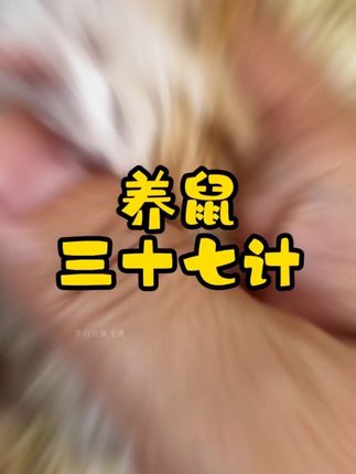 新手养仓鼠,一招轻松上手~ #仓鼠 #金丝熊 #养鼠日常分享 #仓鼠零食 #躺手的金丝熊