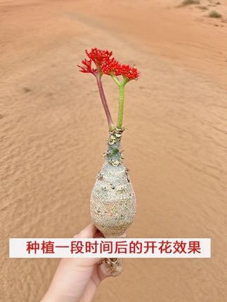 佛肚海棠真好看.养在家里很美。#佛肚海棠 #佛肚海棠盆栽 #珊瑚树