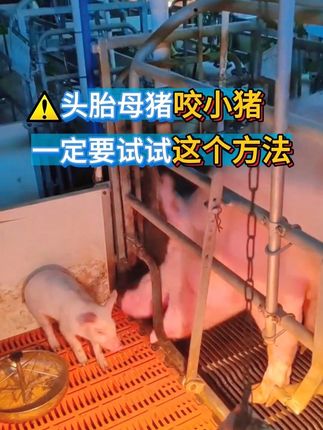头胎母猪咬小猪,一定试试这个方法#自繁自养母猪 #养猪人 #母猪产后咬小猪 #养猪技术