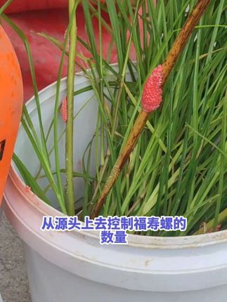 清除池塘福寿螺,首先处理水里的3天左右,再处理岸上卵块,从源头解决方案,#除福寿螺 #灭螺 #灭螺除杂鱼不伤虾 #福寿螺卵 #灭螺行动