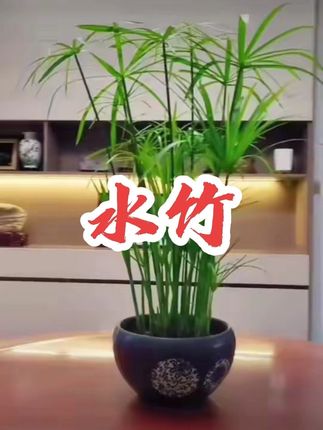 水竹,又叫风车草,枝叶挺立,形似风车,常用于鱼缸造景、流水罐上的植物过滤和沼泽过滤。它根系特别发达,能吸收水中有害物质,改善水质。丛林式的枝叶是鱼儿遮阳避阴的天然屏障。种植很简单,把它根部埋在沙石里或用火山石固定,不仅能净化水质,还能造景观赏。喜欢就点击左下角小黄车吧!