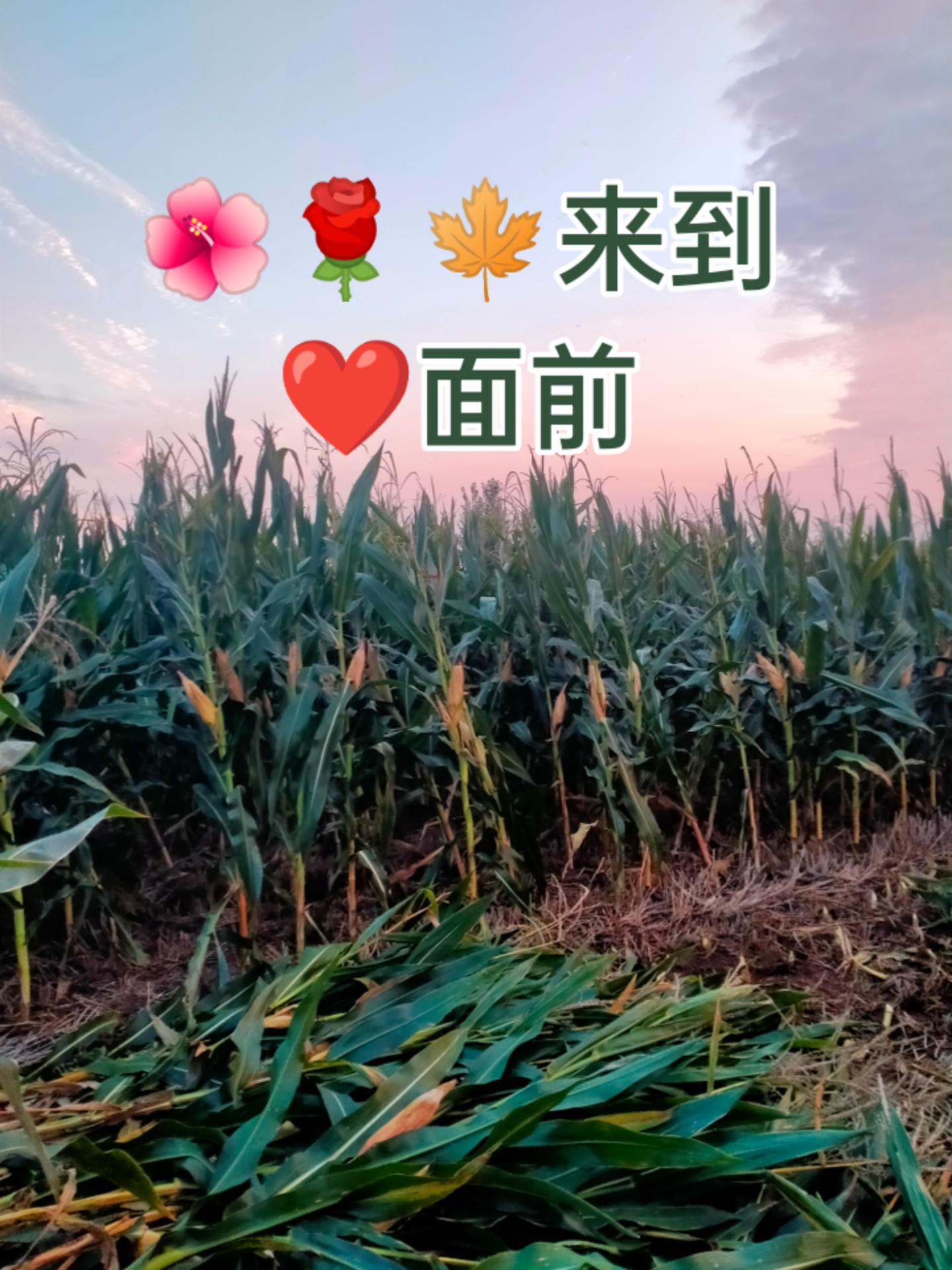 #收获的季节