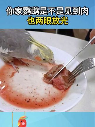 你家鹦鹉是不是也看到肉就两眼放光,鹦鹉到底能不能吃肉,吃什么肉,今天给老铁们解释一下!#鹦鹉 #鹦鹉日记 #鹦鹉百科 #宠物