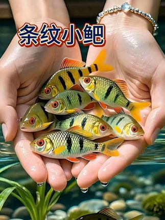 #条纹小鲃  想给鱼缸添点“小清新”?选条纹小鲃准没错!体型小巧不占地,纹路利落显干净,和水草缸搭一起,游起来像会动的水墨线条~#原生鱼 #观赏鱼 #养鱼日记 #鱼缸里的大自然