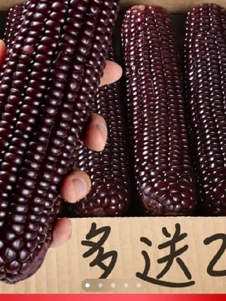 #黑玉米 #健康养生 #营养丰富 #强烈推荐 #快来看看