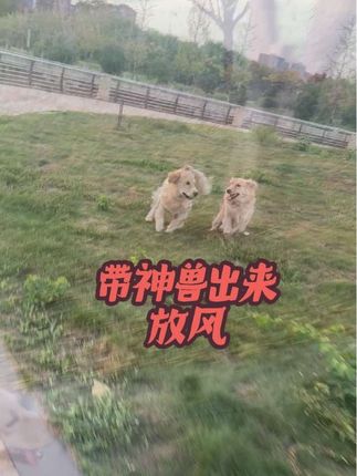 星星和月亮一起闪耀,山河不足重,重在遇知己 #遛狗  #金毛 #萌宠出道计划 #我不知道 #萌宠