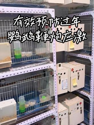 过年了鞭炮声太大,做到以下几点有效预防鹦鹉鞭炮应激伤亡#鹦鹉应激 #鹦鹉繁殖 #牡丹鹦鹉日常