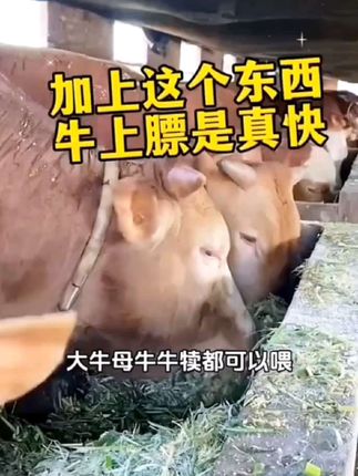 #育肥牛催肥 #牛吃什么长的快 #牛羊养殖 #牧饲康开胃王 #所有养牛人